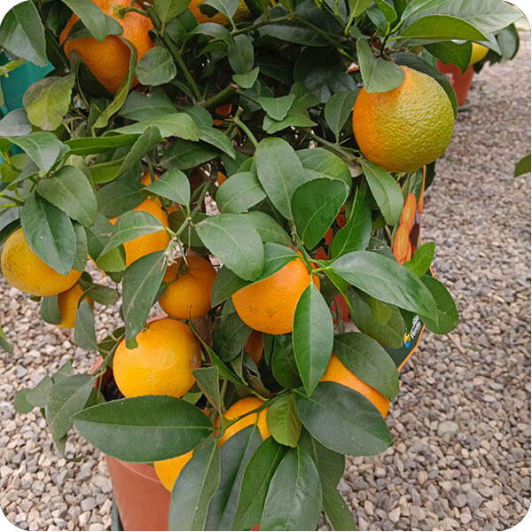 Agrumi in vaso pronti per il giardino