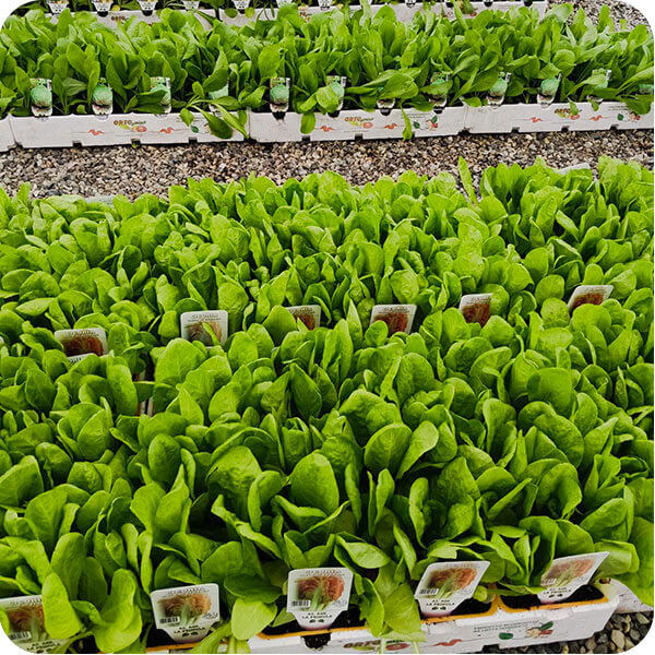 Piantine da orto pronte per la vendita