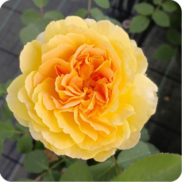 Rosa gialla e arancio coltivata a La Primula