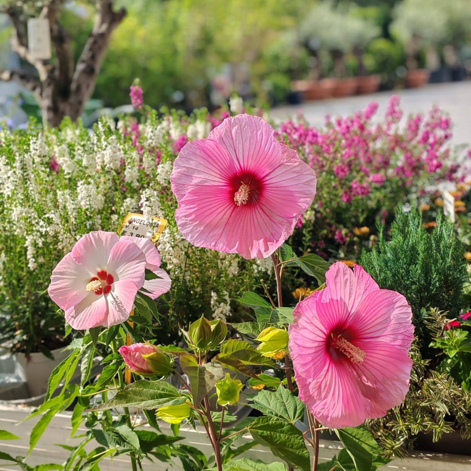 Ibischi e fiori colorati nel punto vendita La Primula